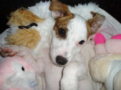Our Puppy BEN